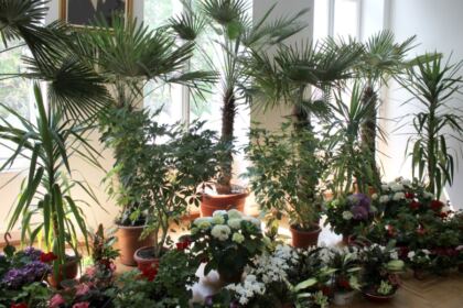 Praznicul „Izvorul Tămăduirii“ sărbătorit la Brăila – fotografia 10