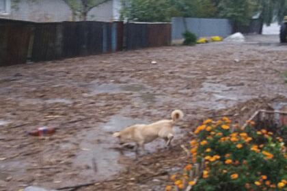 Un pod de fapte bune pentru sinistraţii din Câmpia Covurluiului – fotografia 4