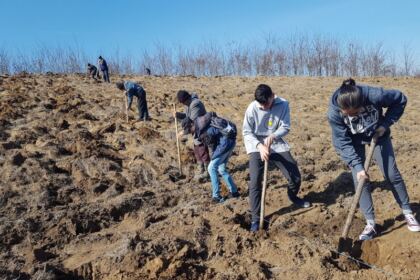 Plantare de puieţi în judeţul Galaţi – fotografia 1