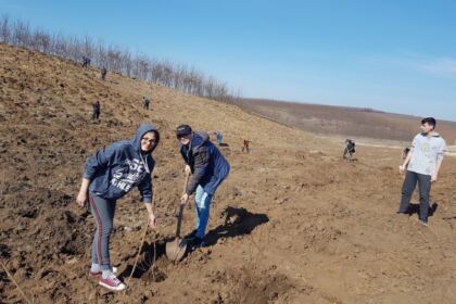 Plantare de puieţi în judeţul Galaţi – fotografia 3
