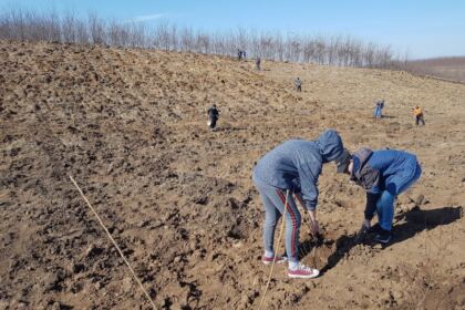 Plantare de puieţi în judeţul Galaţi – fotografia 4