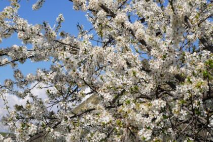 100 de persoane nevoiaşe primesc sprijin constant de la Parohia „Sfânta Cuvioasă Parascheva“ din Galați – fotografia 17