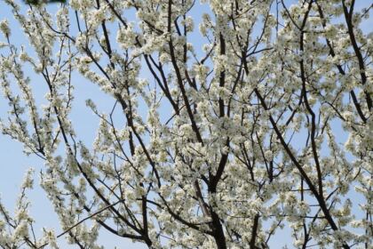 Ajutoare oferite bătrânilor şi copiilor nevoiaşi în Arhiepiscoia Dunării de Jos – fotografia 11