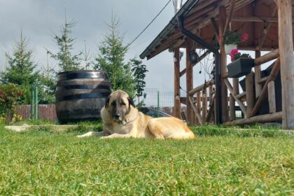 Activităţi de vară în localitatea Ulmu, parohiile Mohreanu şi Ulmu – fotografia 7