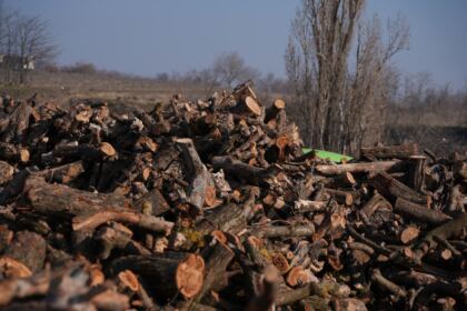 Lemne oferite de Arhiepiscopia Dunării de Jos pentru sinistraţii din judeţul Galaţi – fotografia 10